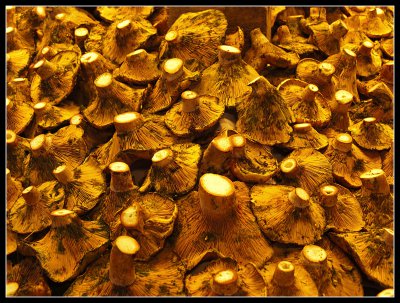 _small_Pilze Barca.JPG