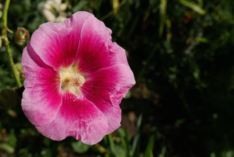Malvenblüte.webp