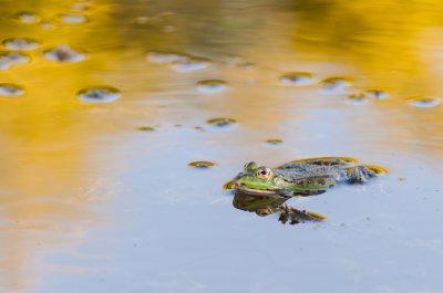 Juni Frosch.jpg