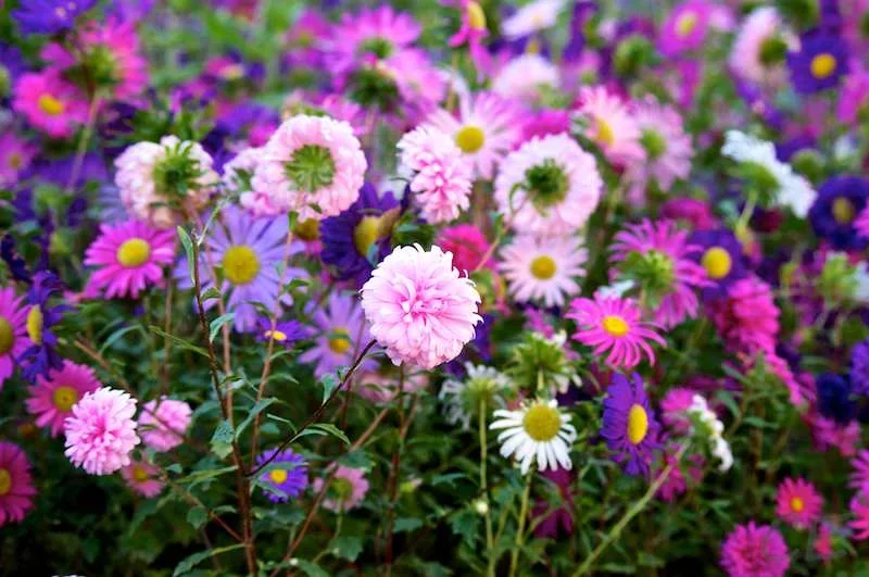 _IGP3318.webp