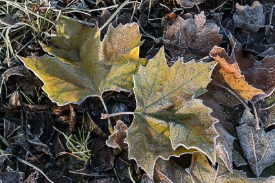 Herbstlaub_141125_3_web.jpg