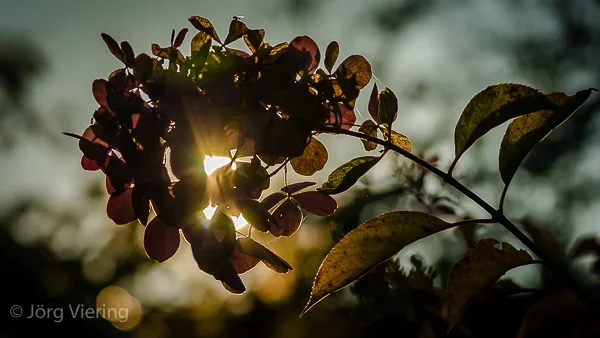 CI_185_Gegenlicht_Okt_2014.webp