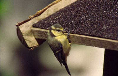 Blaumeise Jungvogel1.jpg