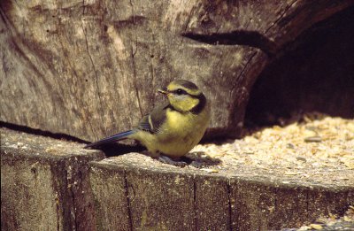 Blaumeise Jungvogel2.jpg