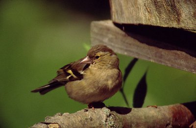 Buchfink Jungvogel.jpg