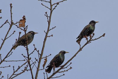 IMGP0096 Kopie Bischberg Vögel 800.jpg