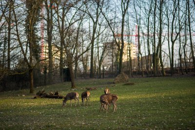 20150317_Tierpark Lange Erlen_DSC_2506_201.jpg