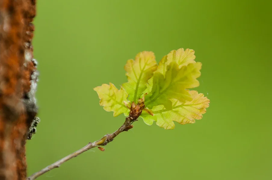 April.webp