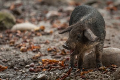 20140921_Tierpark Lange Erlen_DSC_1775_156.jpg