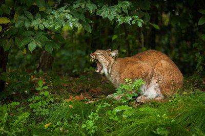 20140921_Tierpark Lange Erlen_DSC_1757_138.jpg