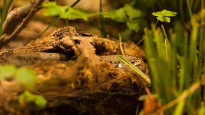 20140921_Tierpark Lange Erlen_DSC_1676_089.jpg