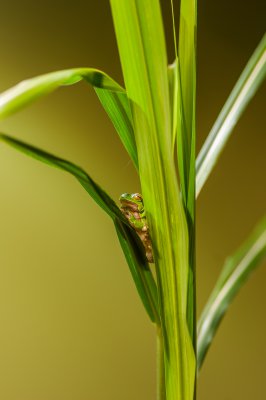 20140921_Tierpark Lange Erlen_DSC_1666_079.jpg