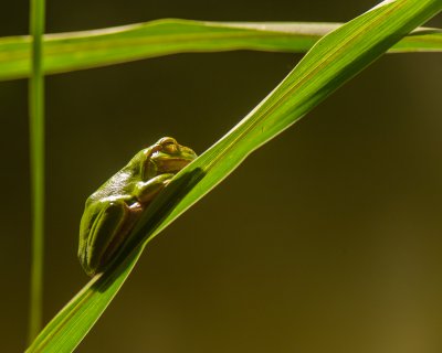 20140921_Tierpark Lange Erlen_DSC_1657_070.jpg