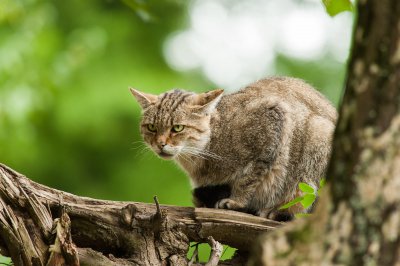 20140921_Tierpark Lange Erlen_DSC_1600_014.jpg