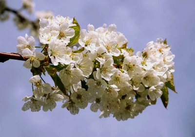 Kirschblüte 1 800.jpg