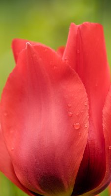 Tulpe mit Wassertropfen.jpg