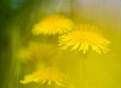 comp_Mai.jpg comp_Mai.jpg