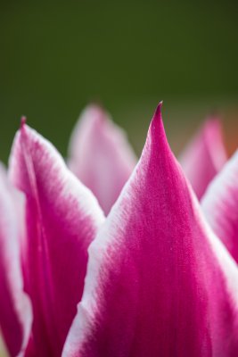 Detail Tulpe.jpg