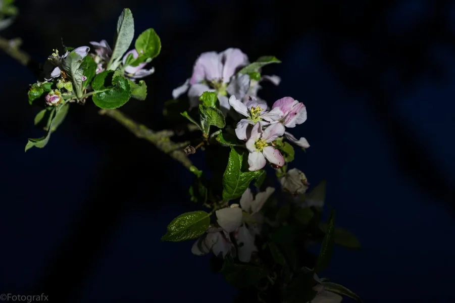 DSC01276.webp