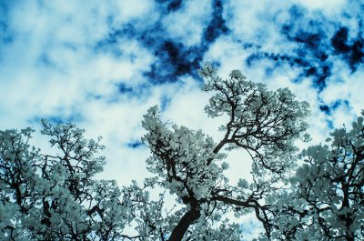 20150503_IR_Rieselteiche_BS_014_01.jpg
