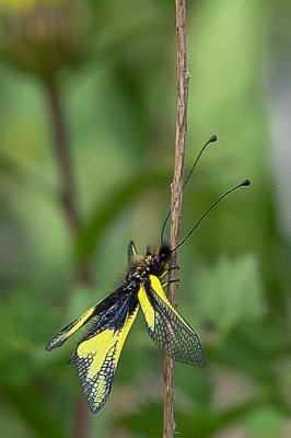 IMGP2449 10 05 2015 Haigergrund Libellen Schmetterlingshaft.jpg