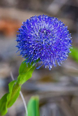 IMGP2399 10 05 2015 Haigergrund Kugelblume 800.jpg