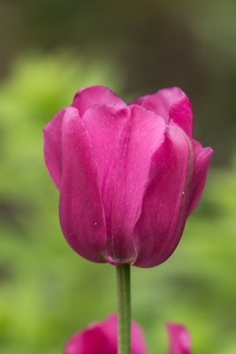 Tulpe mit 600mm.jpg