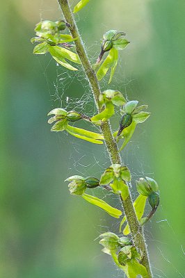 IMGP4406 06 06 2015 Dörrnwasserlos 800.jpg