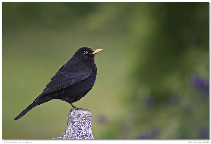 Nur eine Amsel 001.webp