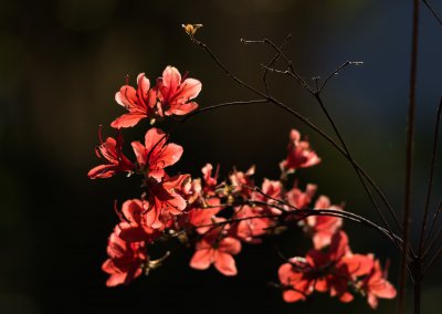 Blüten im Licht.jpg