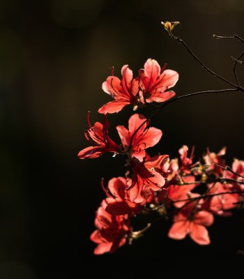 Blüten im Licht_2.jpg