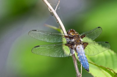 IMGP5075 13 06 2015 Dörrwasserlos Amlingstadt 800.jpg