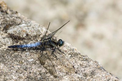 IMGP5076 13 06 2015 Dörrwasserlos Amlingstadt 800.jpg