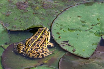 IMGP5093 13 06 2015 Dörrwasserlos Amlingstadt 800.jpg