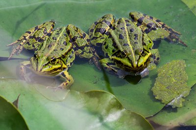 IMGP5098 13 06 2015 Dörrwasserlos Amlingstadt 800.jpg