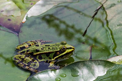 IMGP5099 13 06 2015 Dörrwasserlos Amlingstadt 800.jpg