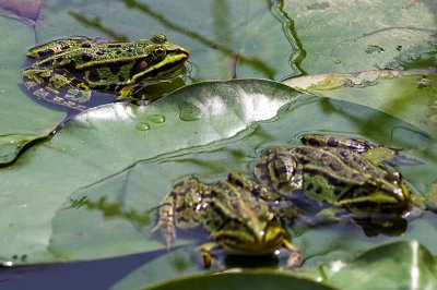 IMGP5104 13 06 2015 Dörrwasserlos Amlingstadt 800.jpg