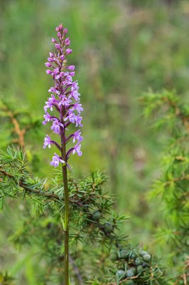 IMGP4758 13 06 2015 Dörrwasserlos Amlingstadt 800.jpg