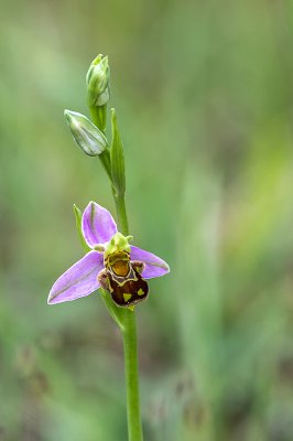 IMGP4917 13 06 2015 Dörrwasserlos Amlingstadt 800.jpg