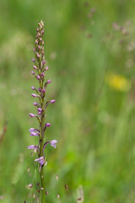 IMGP4968 13 06 2015 Dörrwasserlos Amlingstadt 800.jpg