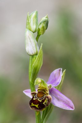 IMGP5031 13 06 2015 Dörrwasserlos Amlingstadt 800.jpg