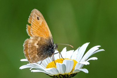 IMGP4704 13 06 2015 Dörrwasserlos Amlingstadt 800.jpg