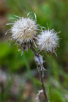 IMGP4707 13 06 2015 Dörrwasserlos Amlingstadt 800.jpg