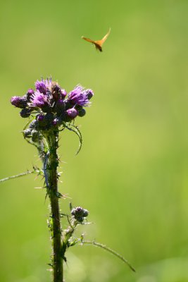 20150627-D800E-094.jpg