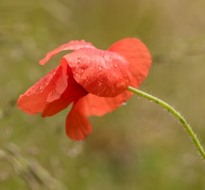 Mohn mit Tropfen.jpg