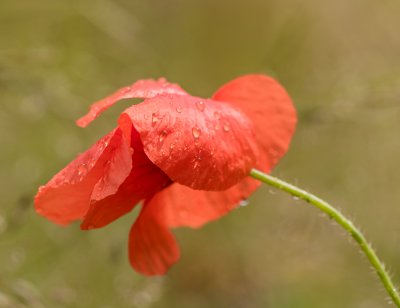 Mohn im Regen.jpg