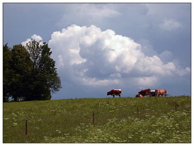_small_2006-07-09 Kühe in SachsenkamDSCN6945.JPG