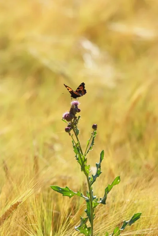 DSCF2551-33k.webp