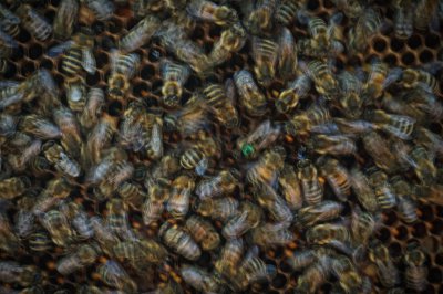 bienen5.jpg