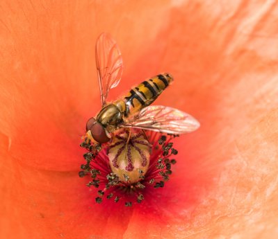 Schwebfliege auf Mohn.jpg